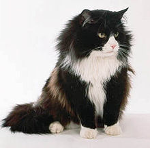 Norwegische Waldkatze  Bild