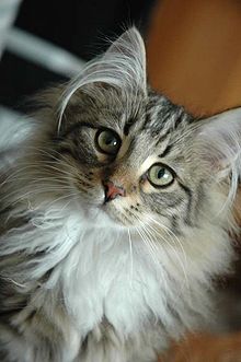 Norwegische Waldkatze Bild