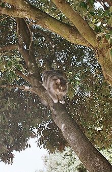 Norwegische Waldkatze auf einem Baum